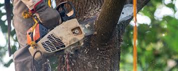 Best Tree Health Inspection  in Muenster, TX