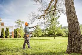Best Root Management and Removal  in Muenster, TX