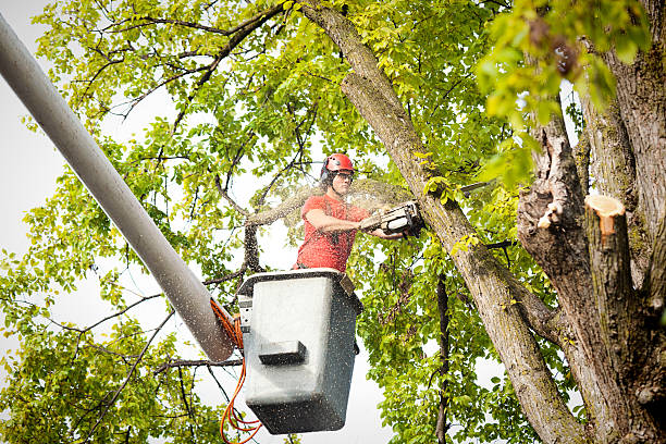 Professional Tree Care in Muenster, TX