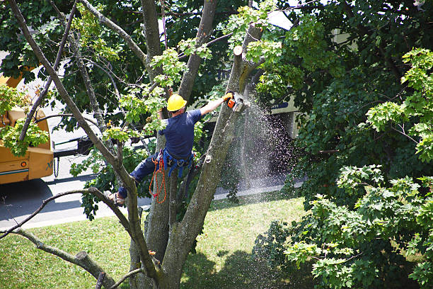 How Our Tree Care Process Works  in  Muenster, TX