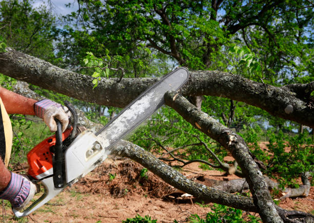 Best Seasonal Cleanup (Spring/Fall)  in Muenster, TX